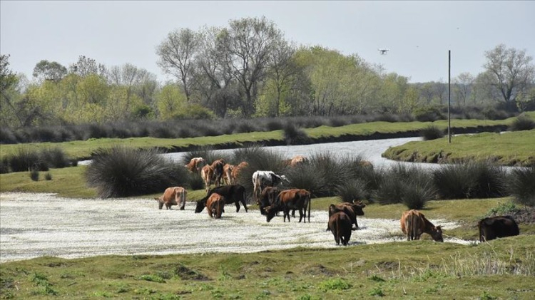 Bafra Kızılırmak Deltası Kuş Cenneti