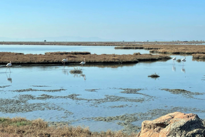 İzmir'deki Gediz Deltası’nda ekoturizm hamlesi