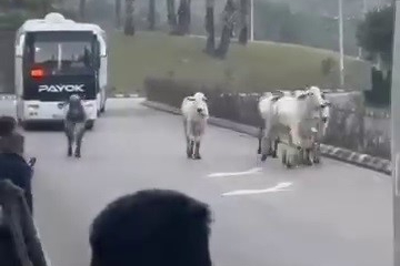 Kaza yapan tırdan kaçan anguslar şehir turunda