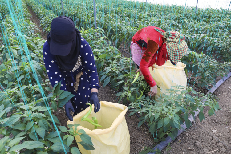 Mersin’de örtü altı üreticiye sera ipi ve tuzak desteği 2