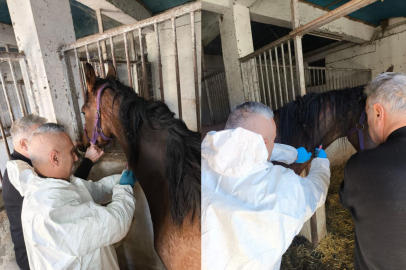 Milyonluk safkan İngiliz atına sağlık taraması