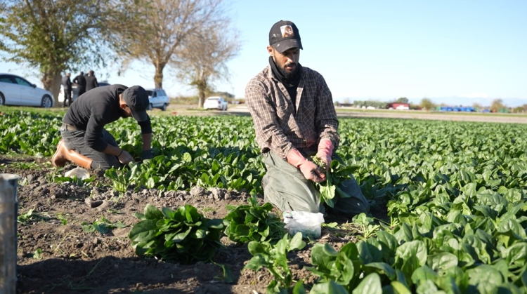 Osmaniye'de ıspanak hasadı başladı Hedef 3 bin ton rekolte 2