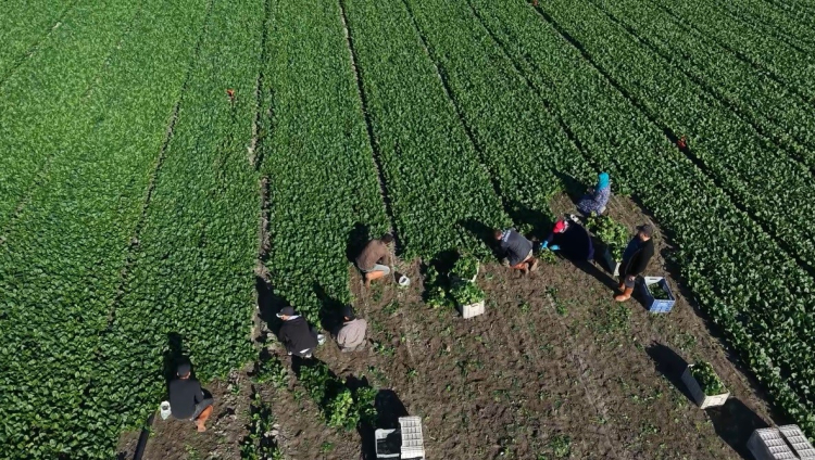 Osmaniye'de ıspanak hasadı başladı Hedef 3 bin ton rekolte 3