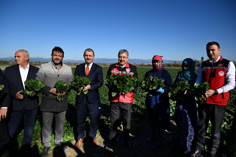 Osmaniye'de ıspanak hasadı başladı Hedef 3 bin ton rekolte 4