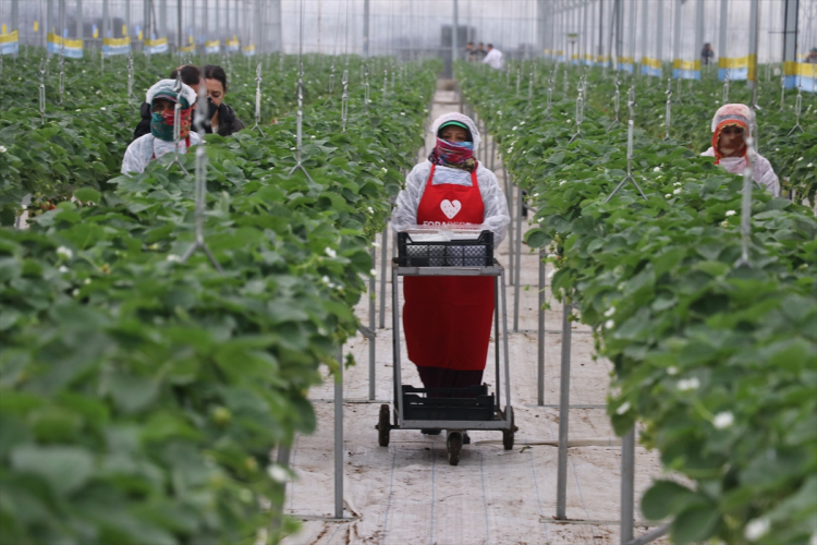 Adana'da tarım 4.0 dönemi Yapay zeka destekli seradan 7 ülkeye ihracat 3