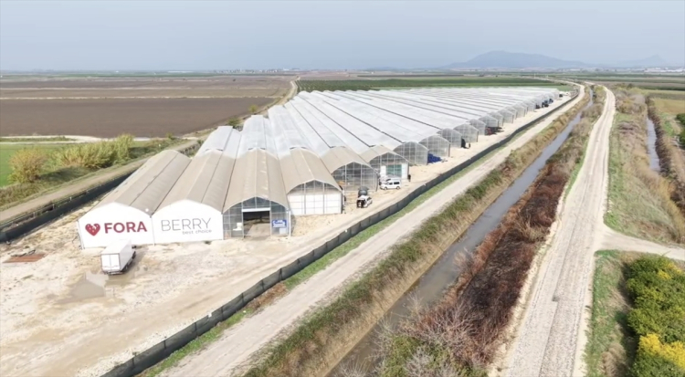 Adana'da tarım 4.0 dönemi Yapay zeka destekli seradan 7 ülkeye ihracat 4