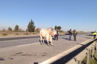 Hatay’da tır kazası sonrası firar eden anguslar uyuşturucu iğneyle yakalandı