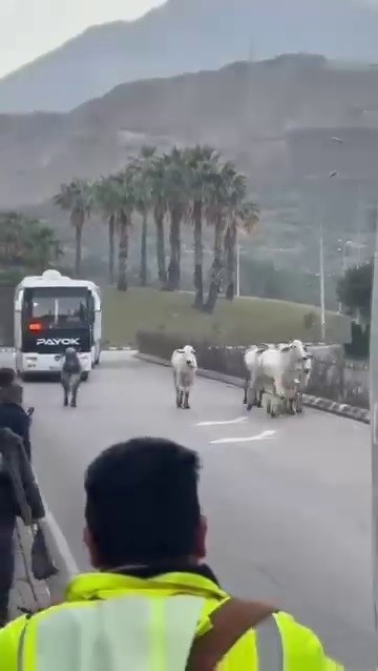 Hatay’da tır kazası sonrası firar eden anguslar uyuşturucu iğneyle yakalandı 2