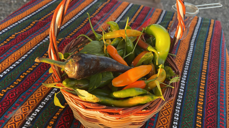 Osmaniye'de deprem sonrası köye yerleşen noter katibi ata tohumu dağıtıyor 2