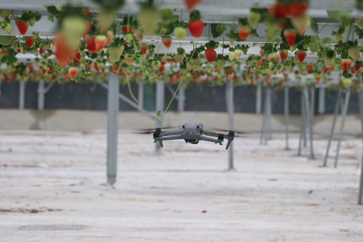 Tarımda devrim Adana’dan çıktı: Yapay zekalı seradan dünya pazarına çilek