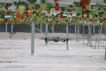 Tarımda devrim Adana’dan çıktı: Yapay zekalı seradan dünya pazarına çilek