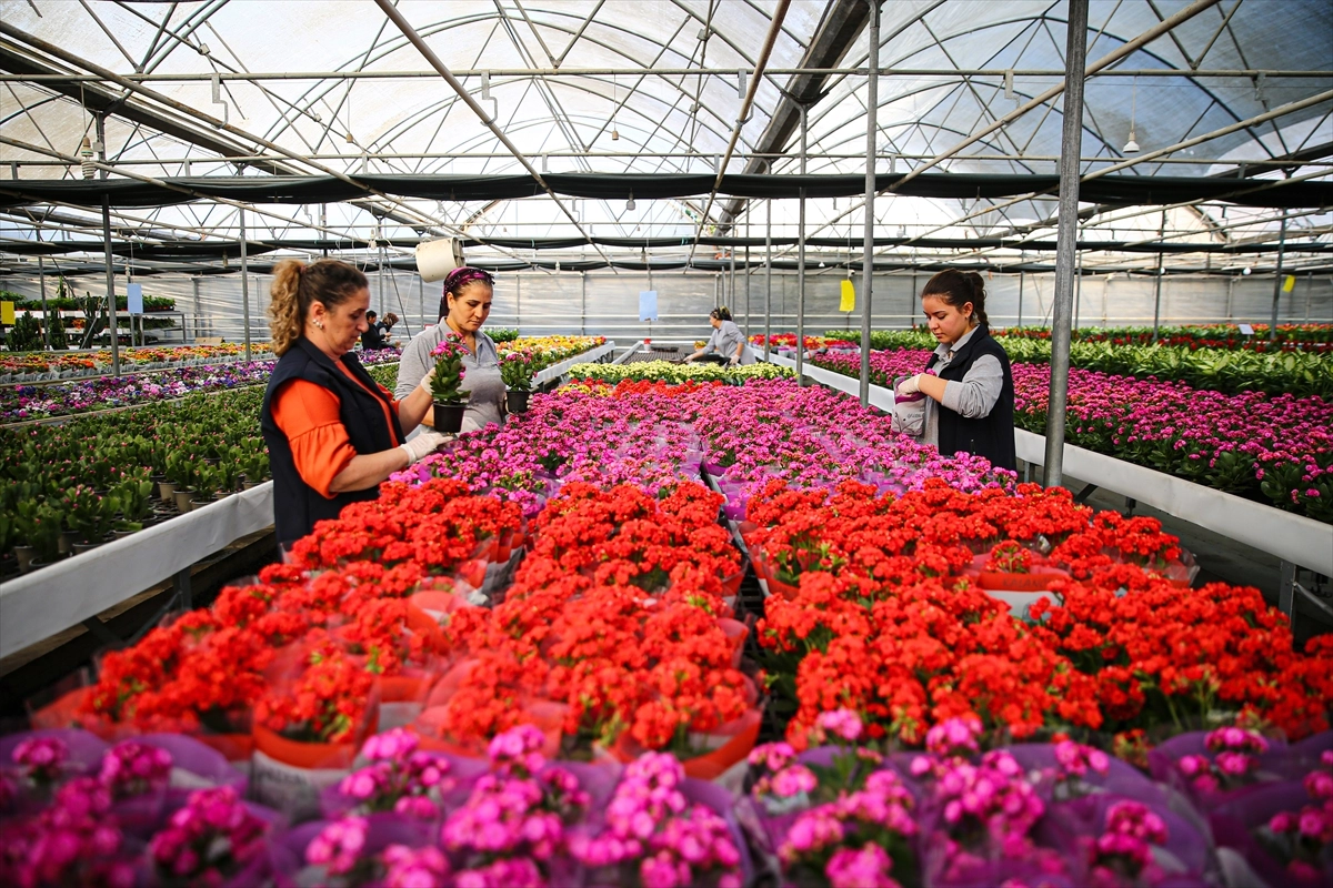 Adana Çukurova’da Yılbaşı Öncesi Çiçekçilerin Yoğun Mesaisi