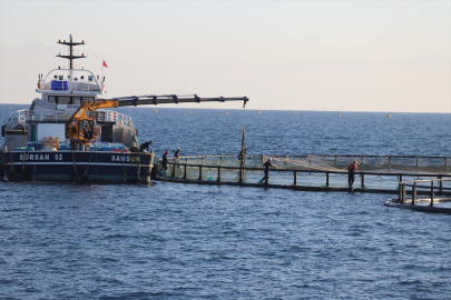 Adana'da denizde kafes balıkçılığında ilk hasat ihracat için yapıldı