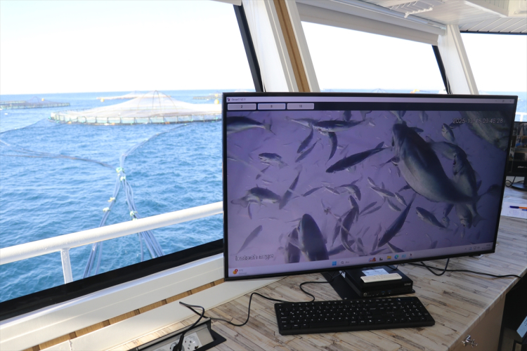 Adana'da denizde kafes balıkçılığında ilk hasat ihracat için yapıldı 3