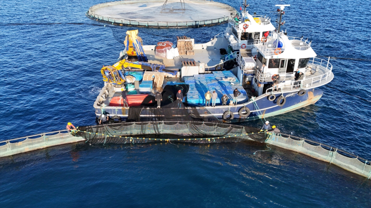 Adana'da denizde kafes balıkçılığında ilk hasat ihracat için yapıldı 4