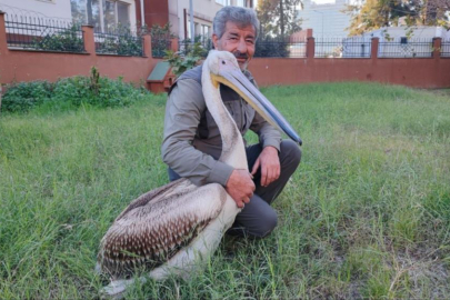 Yaralı pelikanın yürek ısıtan dostluğu