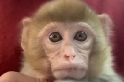 Elazığ’da makak maymunu yavrusu ele geçirildi