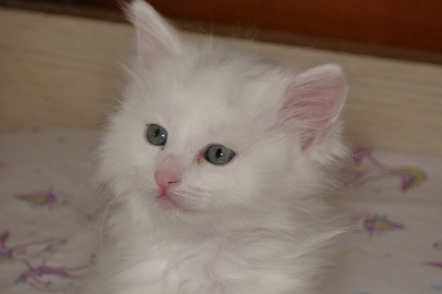 Van Kedi Villası’nda 120 yavru Van kedisi dünyaya geldi