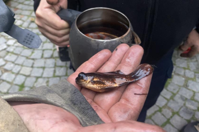 Yanan evde akvaryumdaki balıklar kurtarıldı