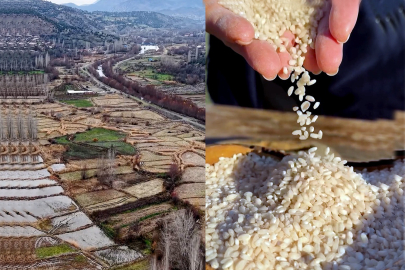 Dededen toruna aynı tohum: Çeltikdere’de zehirsiz pirinç üretimi
