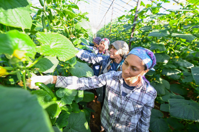 Mersin Aydıncık’ta yüzde 70 hibeli hıyar fideleri hasada dönüştü