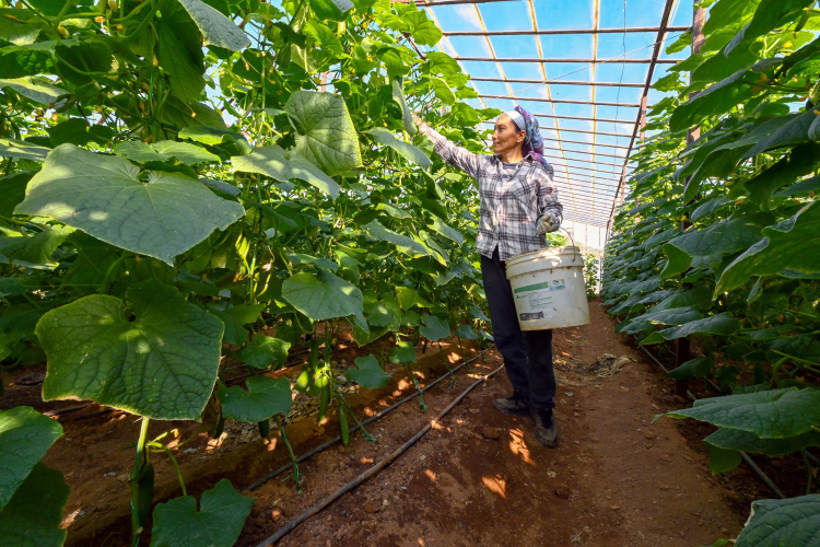 Mersin Aydıncık’ta yüzde 70 hibeli hıyar fideleri hasada dönüştü 2