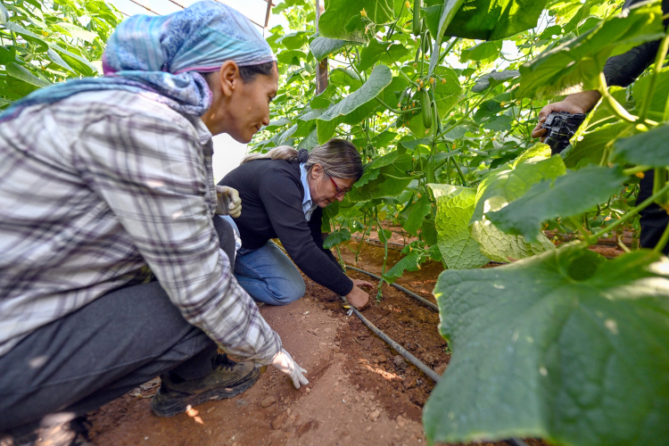 Mersin Aydıncık’ta yüzde 70 hibeli hıyar fideleri hasada dönüştü 3