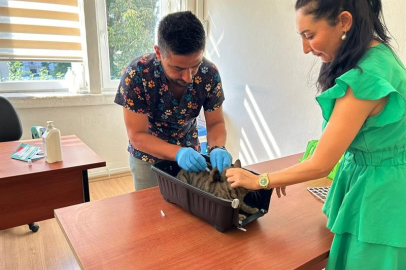 Adana’da 2025’te 3 bin 865 kedi ve 3 bin 577 köpeğe mikroçip takıldı