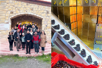 Zeytinin binlerce yıllık yolculuğu Seferihisar’da yeniden hayat buldu