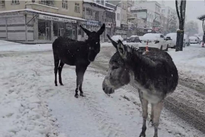 Kar altındaki eşekleri çiftliğine götürüp besledi