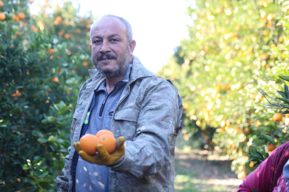 Adana'da tescilli Kozan portakalında hasat başladı