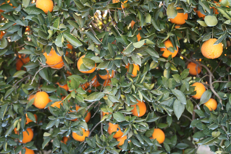 Adana'da tescilli Kozan portakalında hasat başladı 2