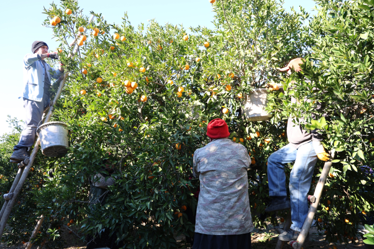 Adana'da tescilli Kozan portakalında hasat başladı 3