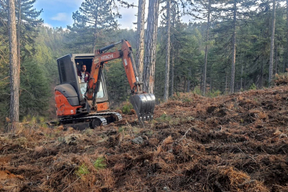 Adana’da Karaçam için doğayla uyumlu ormancılık çalışması