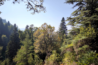 Orman alanlarına ilişkin kararlar çevre kaygılarını artırdı