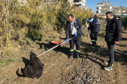Adana’da sahipsiz köpekler barınağa gönderildi