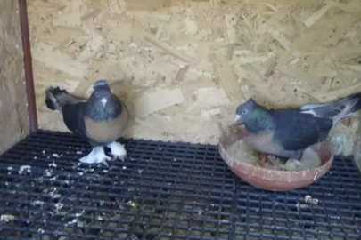 Asansöre idrarını yaptı, dama çıkıp kuşları çaldı