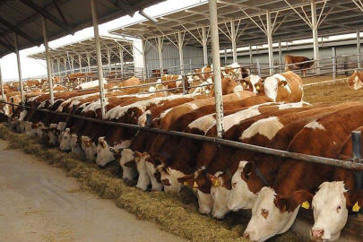 Adana’da hayvancılara müjde: Mali destek geliyor