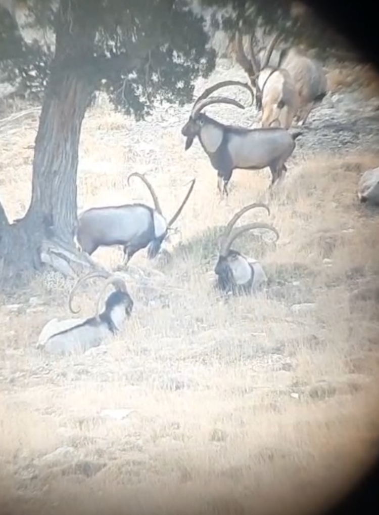 Toroslar’daki yaban keçileri Mersin’de yakından izleniyor 4