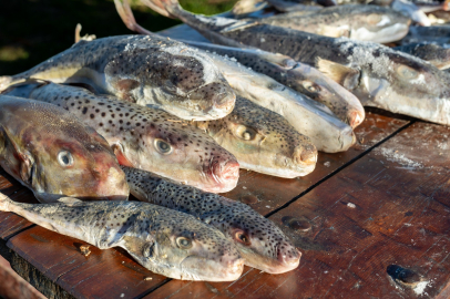 Adana’da 4 günde 128 bin balon balığı avlandı