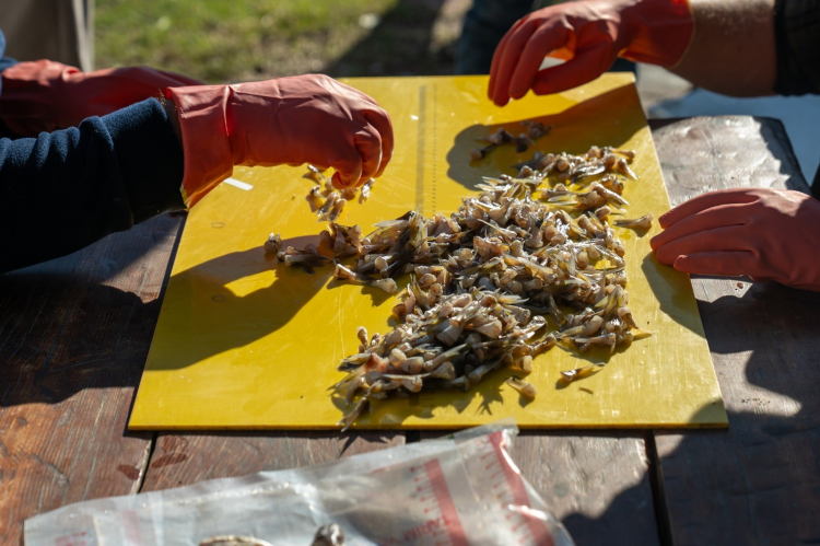 Adana’da 4 günde 128 bin balon balığı avlandı 2