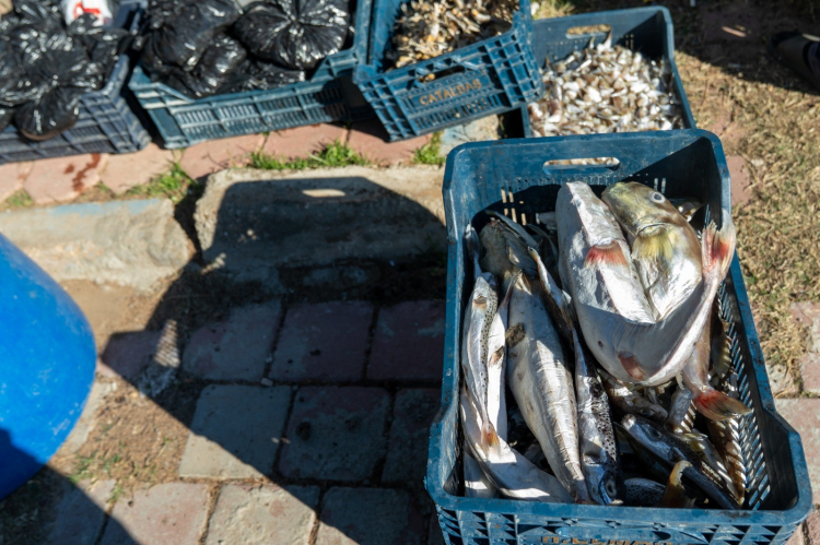 Adana’da 4 günde 128 bin balon balığı avlandı 3