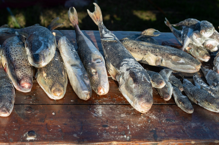 Adana’da 4 günde 128 bin balon balığı avlandı 4