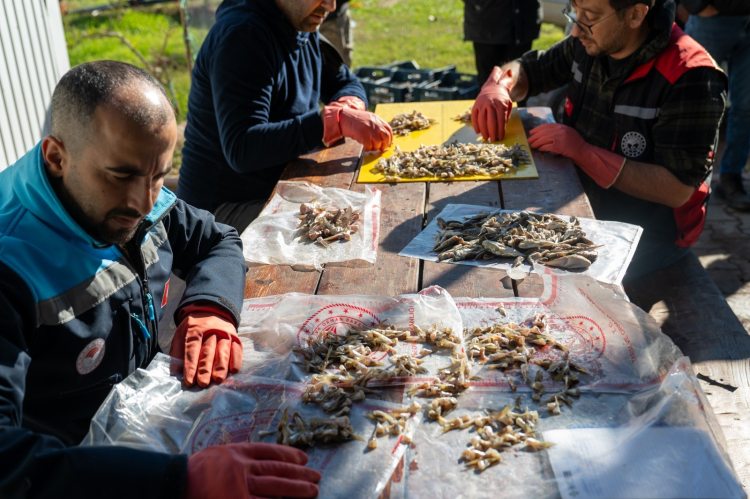 Adana’da 4 günde 128 bin balon balığı avlandı 5