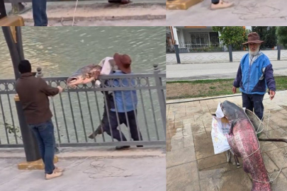 Mersin'de oltaya takılan dev yayın balığı imece usulüyle karaya çıkarıldı