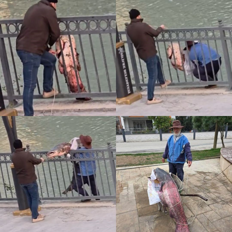 Mersin'de oltaya takılan dev yayın balığı imece usulüyle karaya çıkarıldı 2