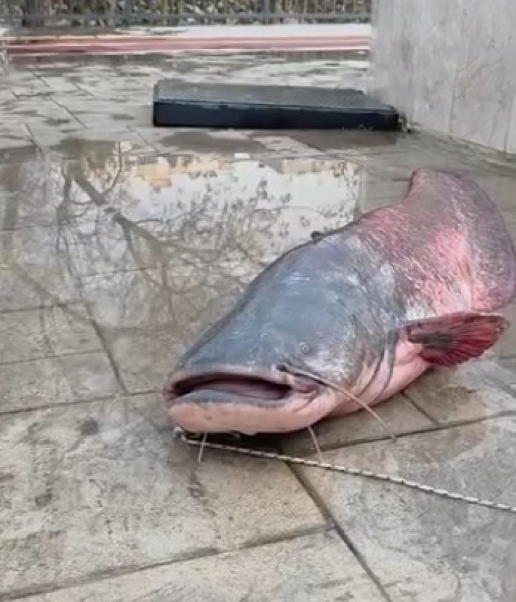 Mersin'de oltaya takılan dev yayın balığı imece usulüyle karaya çıkarıldı 2