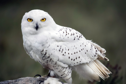 Buzlar eridi, bir tür daha gitti: Kar baykuşu alarmı