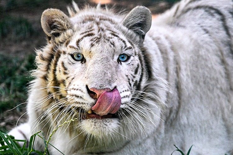 GAZİANTEP HAYVANAT BAHÇESİNDE HANGİ HAYVANLAR VAR?