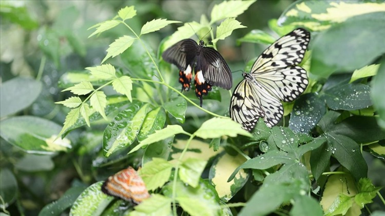 GAZİANTEP HAYVANAT BAHÇESİ NEDEN TERCİH EDİLİYOR?